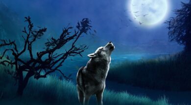 wolf-7296967_1280.2e16d0ba.fill-1375×729