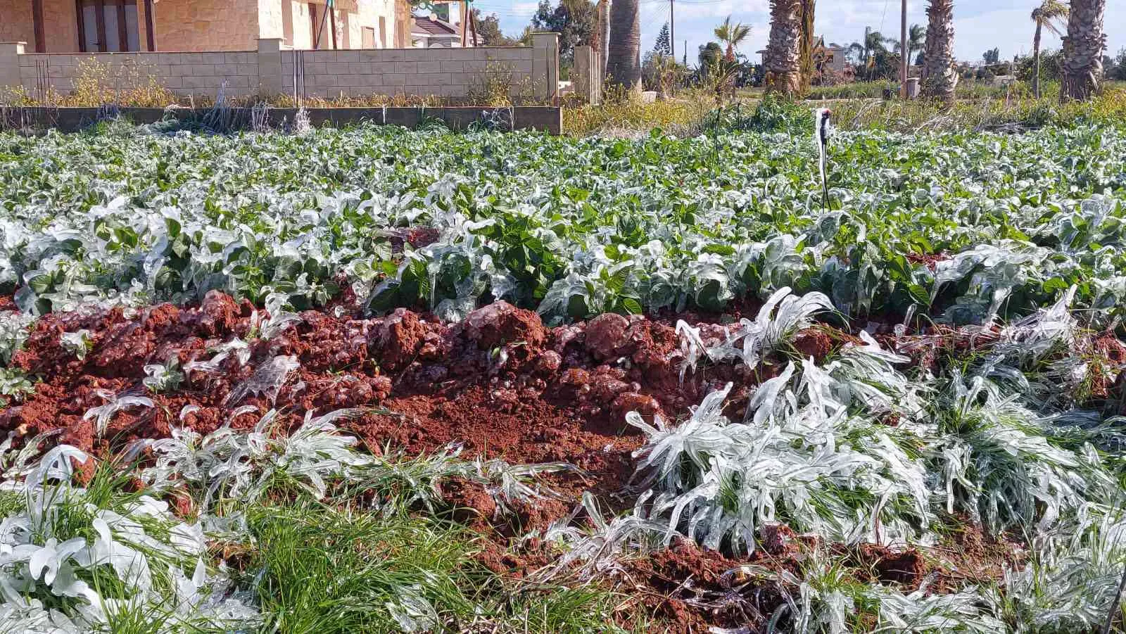 «Έκαψε» τις πατατοκαλλιέργειες η Coral