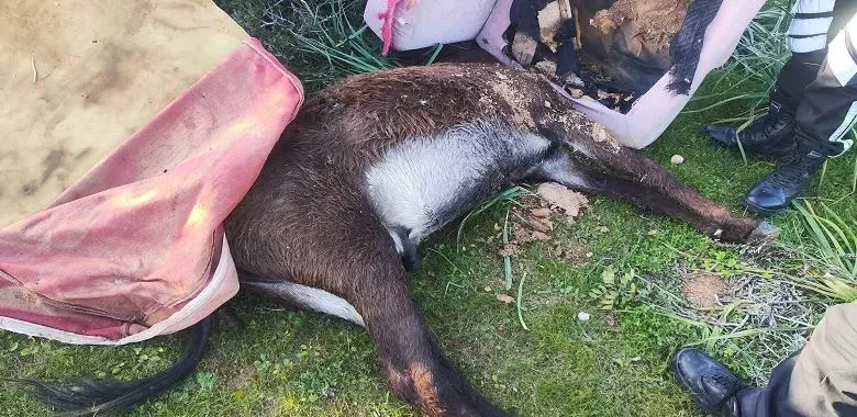 Ξέρουν ποιοι σκότωσαν τα γαϊδουράκια στο κατεχόμενο Ριζοκάρπασο, αλλά τους καλύπτουν