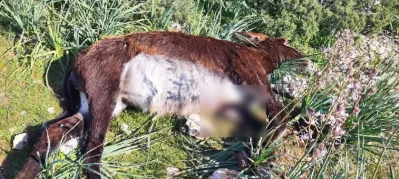 ghaidoyraki-thumb (1)