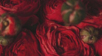 nikisfloraldecor_1705346284_3281004899914374635_3024861107