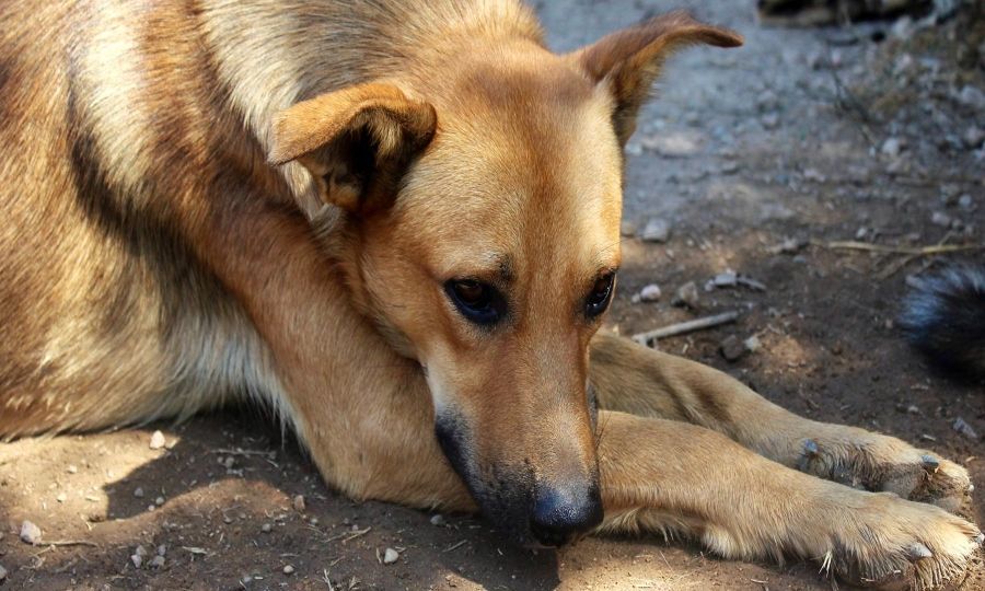 Κόμμα για τα Ζώα: Πληθαίνουν οι καταγγελίες για δηλητηρίαση ζώων