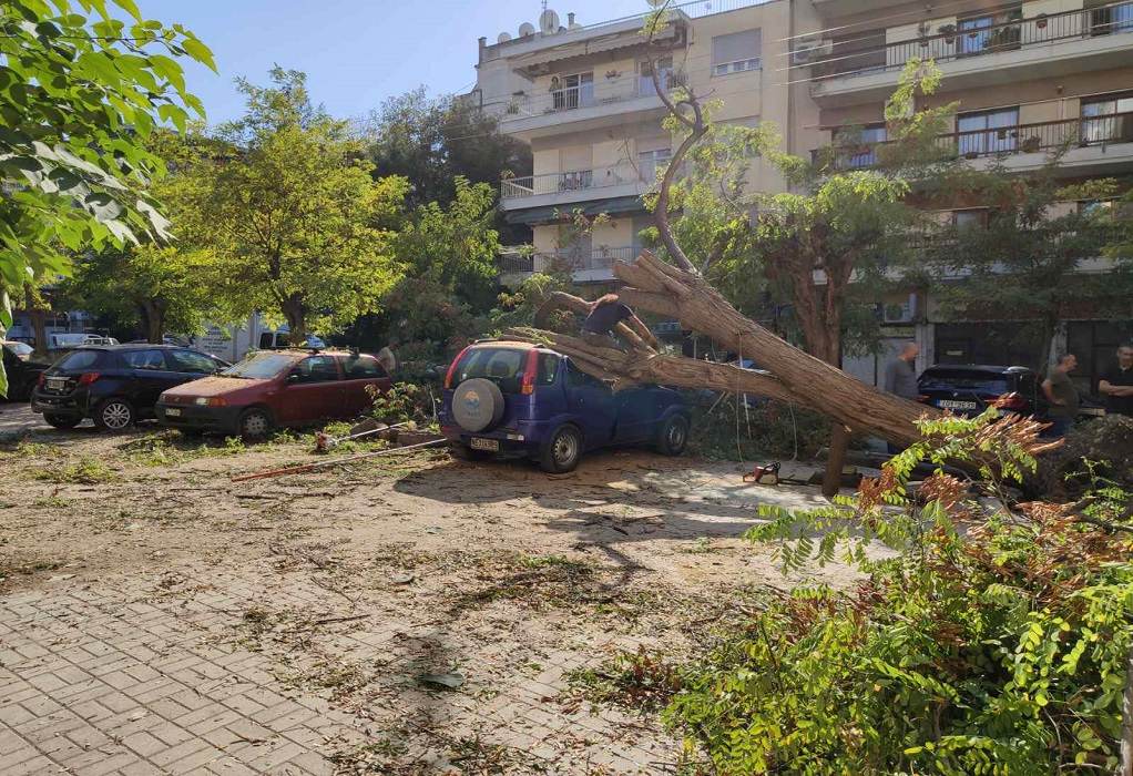 Δέντρο καταπλάκωσε τέσσερα οχήματα στη Λευκωσία λόγω των σφοδρών ανέμων