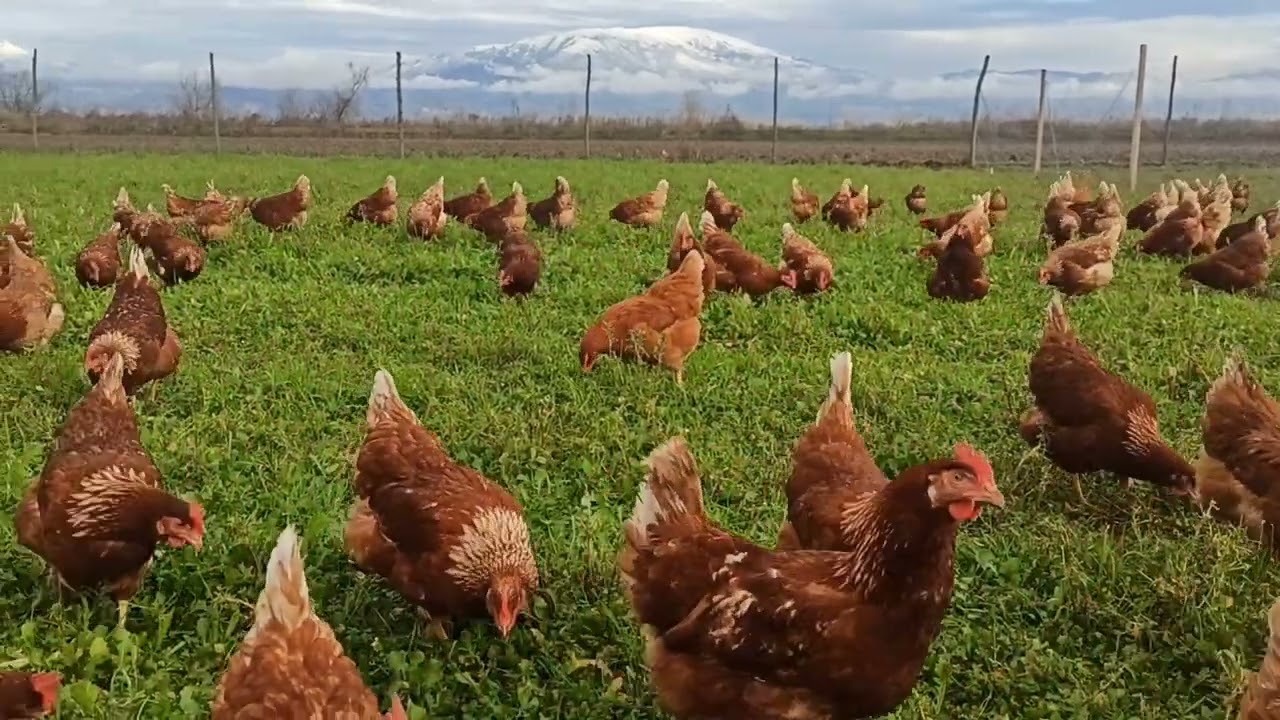 Φάρμα με κότες για… τη διαχείριση των σκουπιδιών φτιάχνει ο Δήμος Λατσιών – Γερίου: Η πρωτοποριακή σκέψη, εμπνευσμένη από τα παλιά