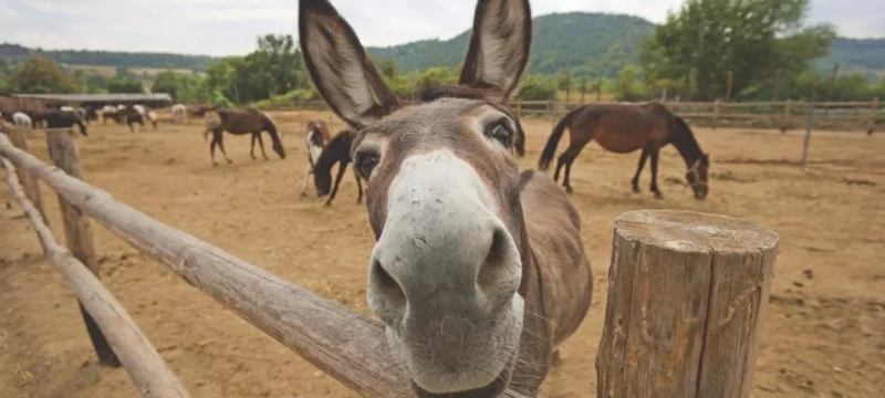 sundays-at-golden-donkeys-farm-436211