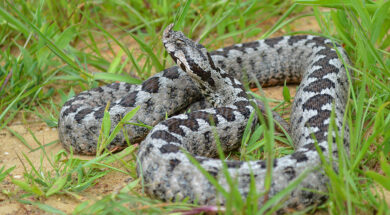 Kalaentzis_vipera_ammodytes