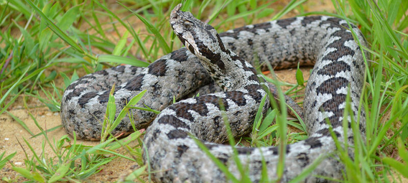 Kalaentzis_vipera_ammodytes