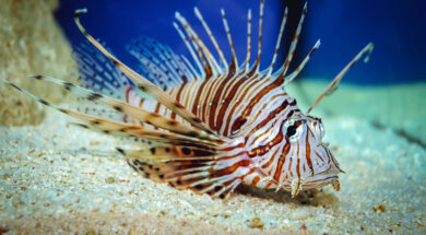 Close,Up,On,A,Red,Lionfish,-,Coral,Reef,Fish