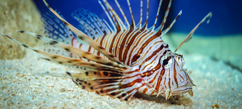 Close,Up,On,A,Red,Lionfish,-,Coral,Reef,Fish