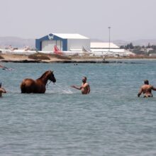 aloga-thalassa-larnaka