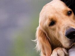 13251-dog-660