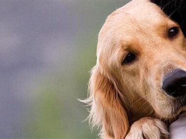 13251-dog-660