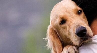 13251-dog-660