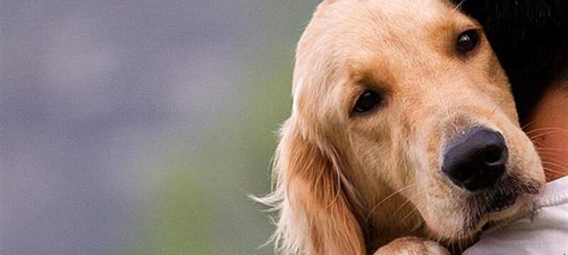 13251-dog-660