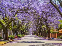 it_s_jacaranda_season_in_mexico_540ff1e4fa-thumb