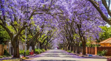 it_s_jacaranda_season_in_mexico_540ff1e4fa-thumb