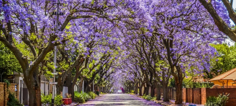 it_s_jacaranda_season_in_mexico_540ff1e4fa-thumb