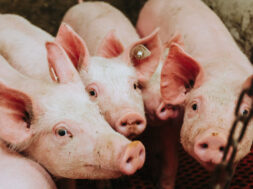 on-the-farm_intro_background-image