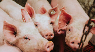 on-the-farm_intro_background-image