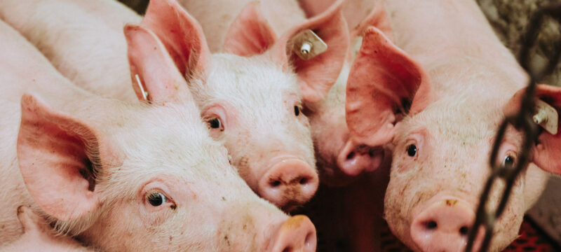 on-the-farm_intro_background-image