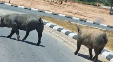 screenshot_2025_05_25_151455-thumb