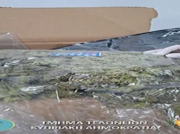 thumbnail_cannabis_2-thumb