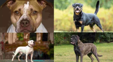 366124-picsart24-03-1323-21-17-306