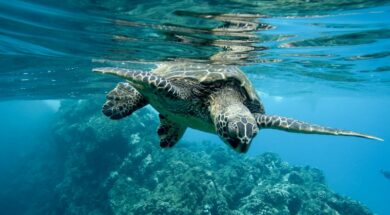 closeup-green-sea-turtle-swimming-underwater-lights