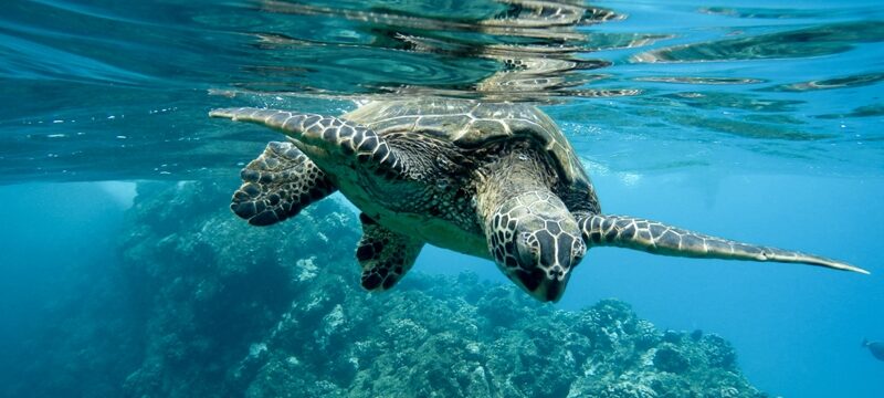 closeup-green-sea-turtle-swimming-underwater-lights