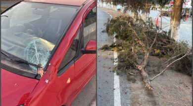 meneoy-pervolia-klonos-kyparissi