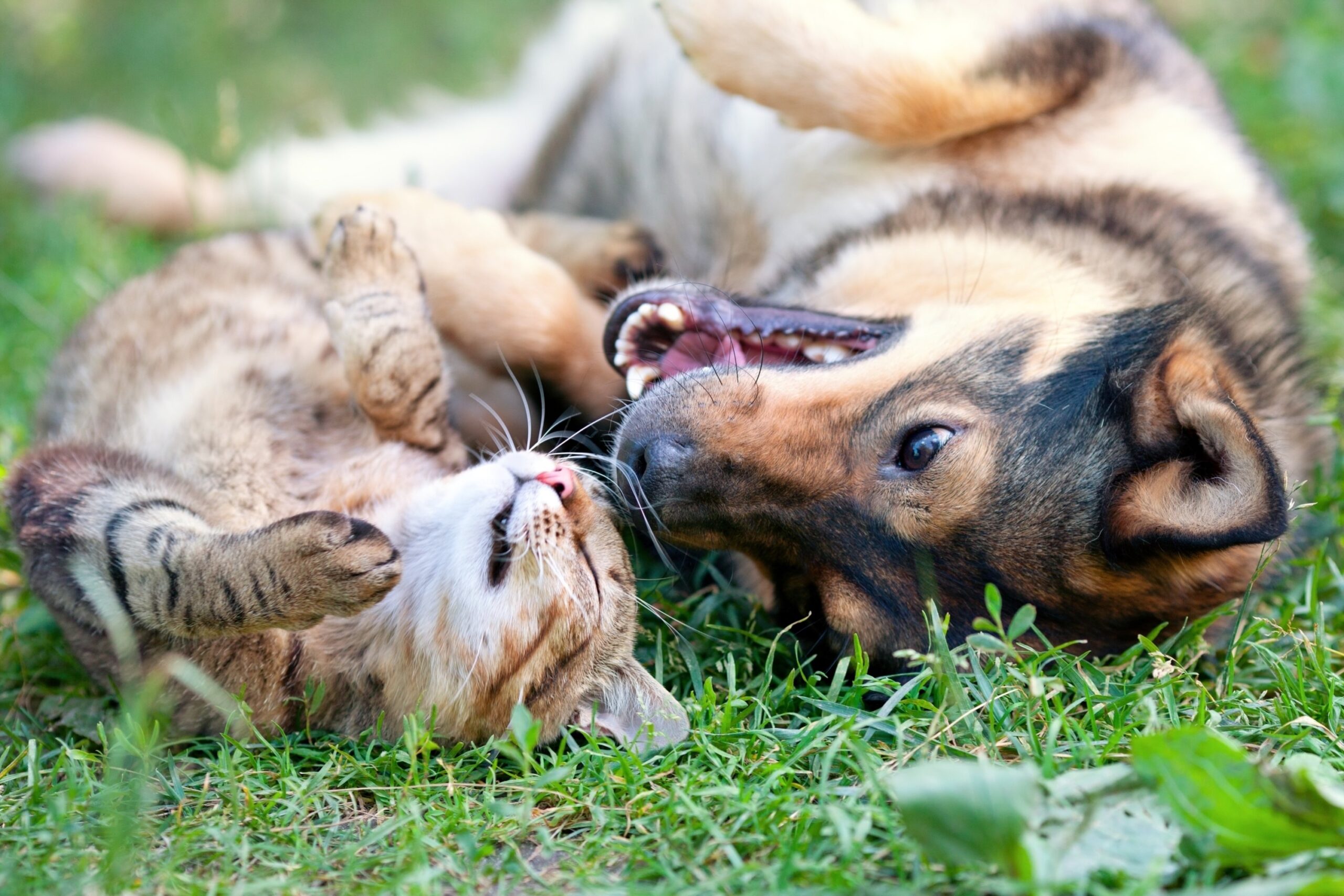 Μια Μέρα Αφιερωμένη στα Ζώα στη Λάρνακα – “Fun Day for Animals”