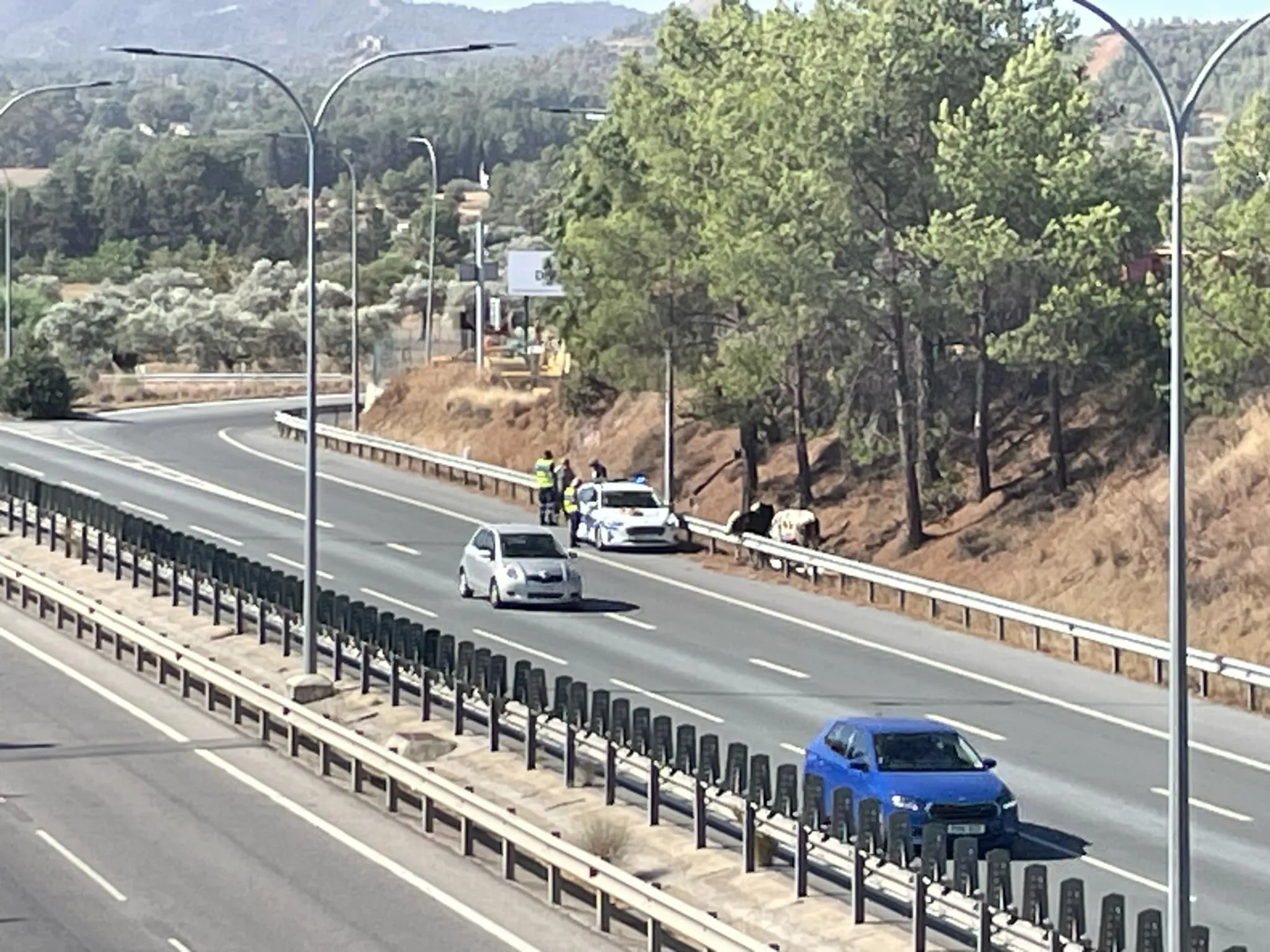 Βίντεο από τη «σύλληψη» των αγελάδων που διέφυγαν στον αυτοκινητόδρομο στο ύψος Μοσφιλωτής