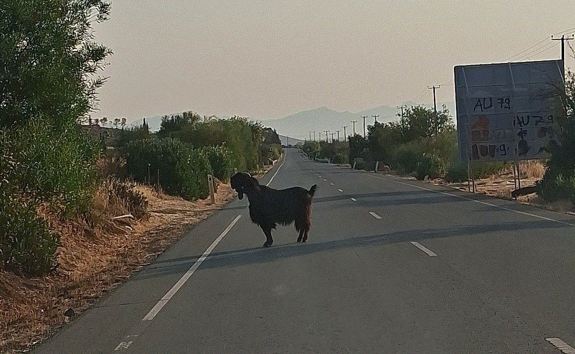 Τράγος «βολτάρει» σε δρόμο της επαρχίας Λευκωσίας (φώτο)