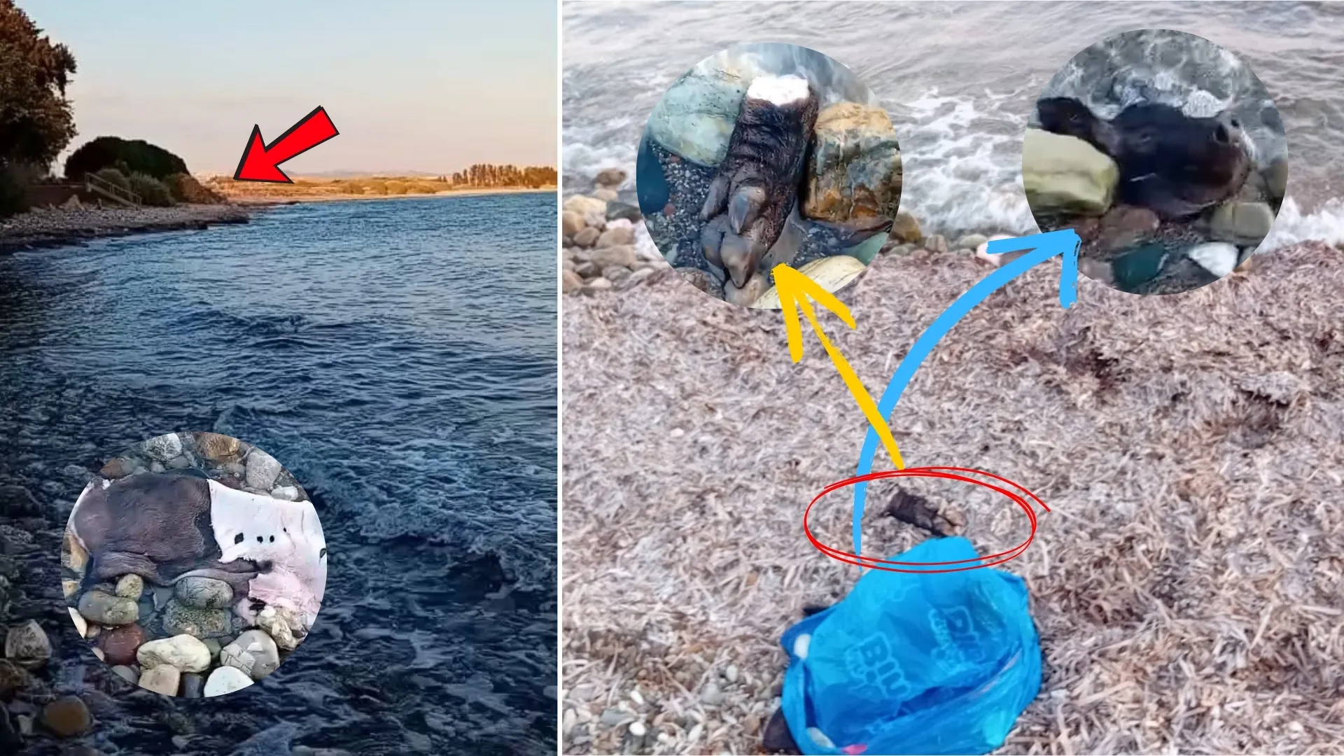 Έσφαξε χοίρο και πέταξε κεφάλι και υπολείμματα σε παραλία στην Πάφο (βίντεο)