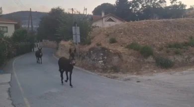 67878678678678678678-thumb