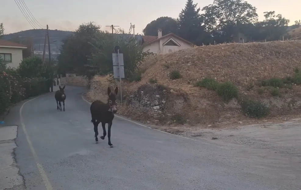 Γαϊδουράκια στο Όμοδος τρέχουν να σωθούν από τη φωτιά (βίντεο) Γαϊδουράκια στο Όμοδος τρέχουν να σωθούν από τη φωτιά (βίντεο)