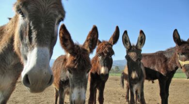 ÊÁÑÄÉÔÓÁ – ÅÊÔÑÏÖÇ ÃÁÚÄÏÕÑÉÙÍ (ÏÍÙÍ)