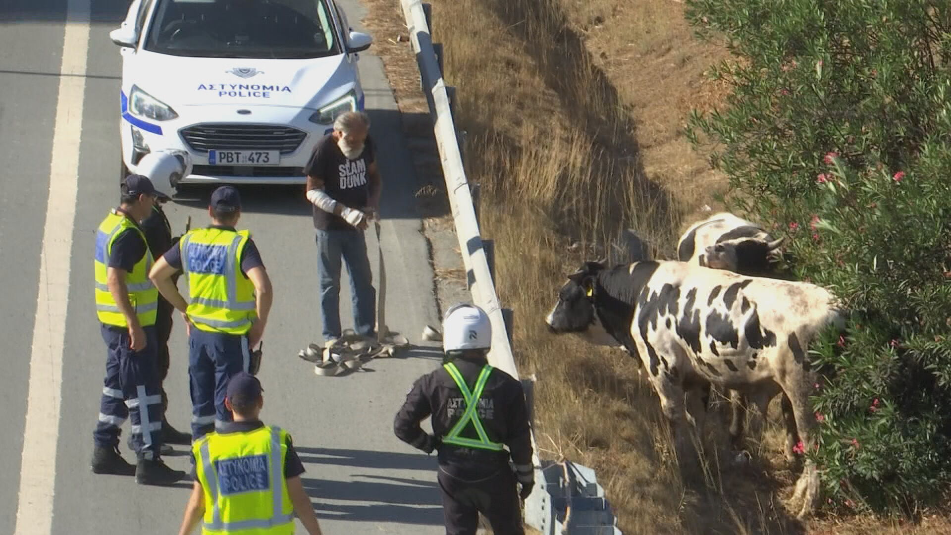 Αγελάδες στο highway: Και οι Κτηνιατρικές Υπηρεσίες στην επιχείρηση, φορτώνονται με ειδικό μηχάνημα