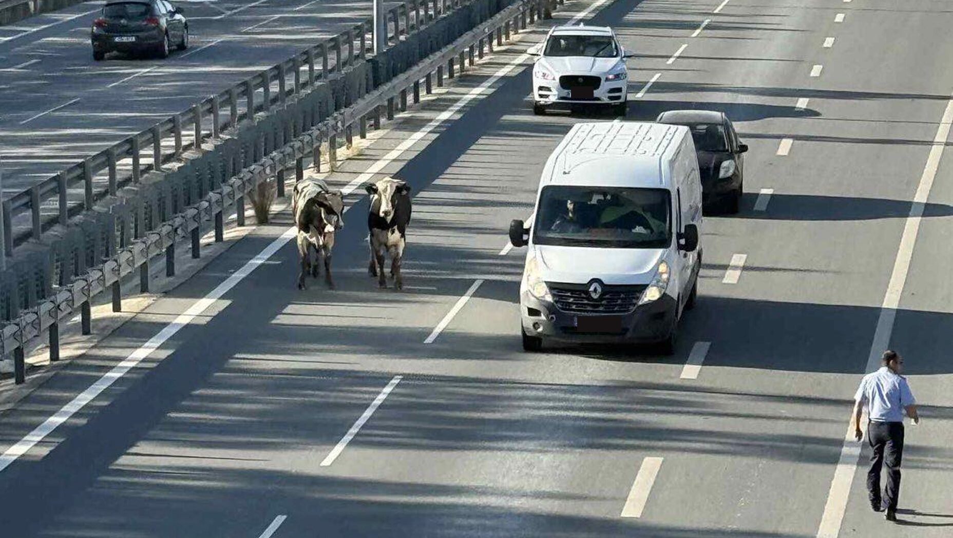 Επιχείρηση αγελάδες στον αυτοκινητόδρομο, πώς διέφυγαν τα δύο ζώα – Προσπαθούν να τις περιορίσουν και ψάχνουν τρόπους να τις απομακρύνουν