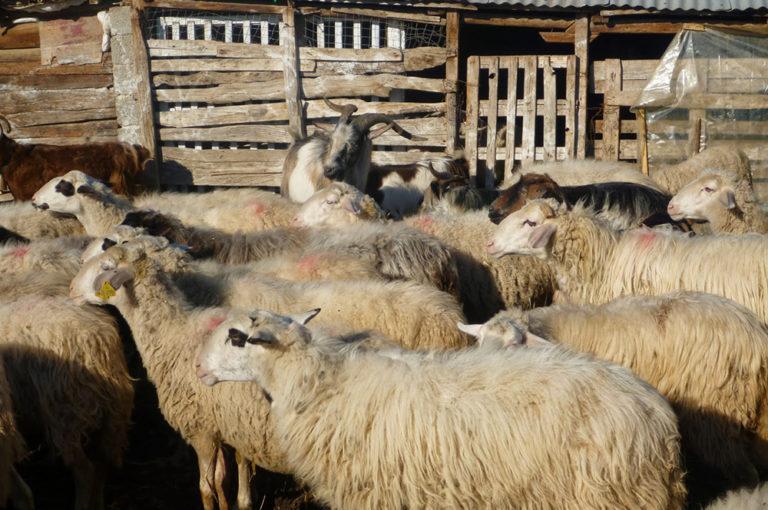 Σε κατάσταση συναγερμού 12 περιοχές της Ελλάδας λόγω ευλογιάς των αιγοπροβάτων Σε κατάσταση συναγερμού 12 περιοχές της Ελλάδας λόγω ευλογιάς των αιγοπροβάτων