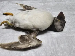 b_atlantic_puffin_cyprus_3-thumb