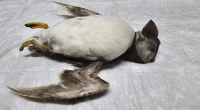 b_atlantic_puffin_cyprus_3-thumb