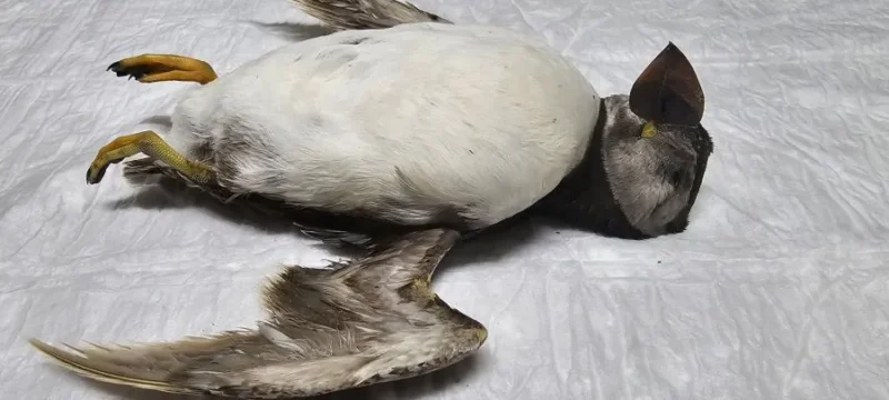 b_atlantic_puffin_cyprus_3-thumb