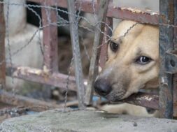 dog-1-1024×683