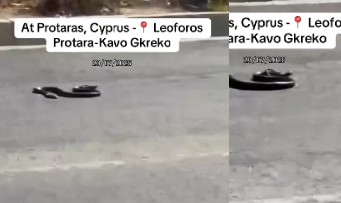 Φίδι βολτάρει αμέριμνο στο Κάβο Γκρέκο (φώτο)