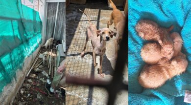 kakopoihsh-zwa-lemesos