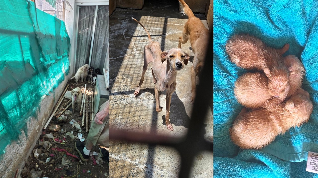 Υπόθεση σοκ με δεκάδες σκύλους σε οικία ηλικιωμένης στη Λεμεσό – «Σκελετωμένα και με όγκους» (φώτο)