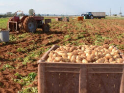 patates-768×499