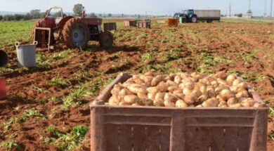 patates-768×499