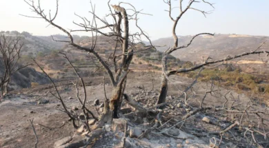 pirkaghia_lemesos_28-thumb